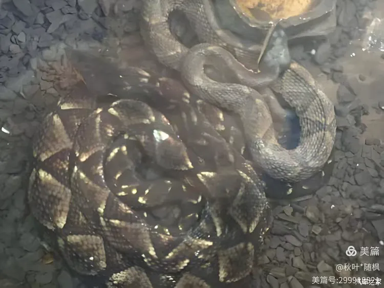 梦境追踪，昨晚，我与他人共赴的捉蛇之旅